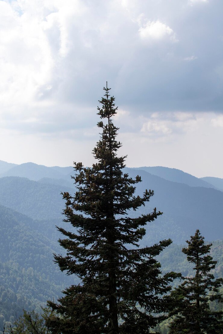 Immagine della foresta Foresta con alberi diversi Foreste dell'Anatolia
