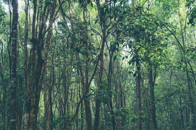 immagine della foresta pluviale tropicale in Thailandia, concetto di natura