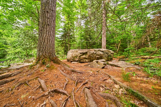 Immagine della foresta ricoperta di aghi di pino con un grosso masso