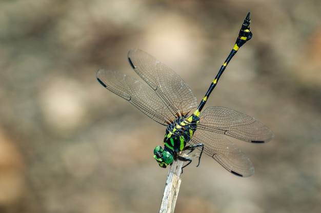 Immagine della libellula di gomphidae su un ramo