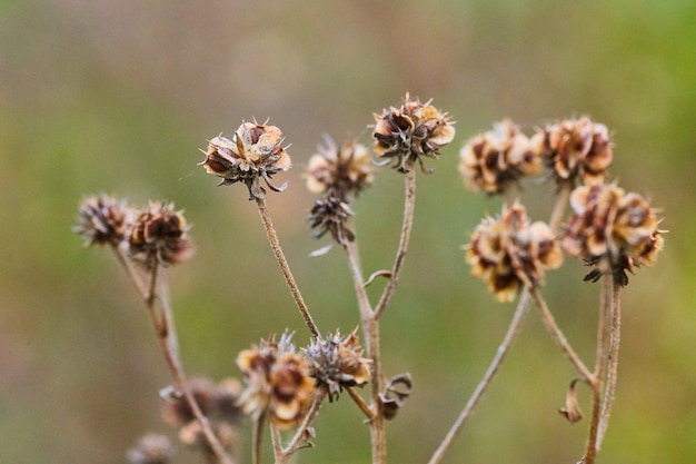 Immagine della macro della pianta in semina autunnale con sfondo marrone e verde morbido