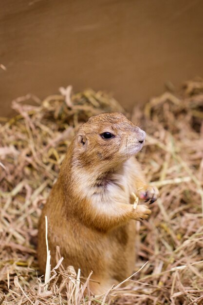 Immagine della marmotta sull'erba asciutta. Animale domestico. Animali selvaggi.