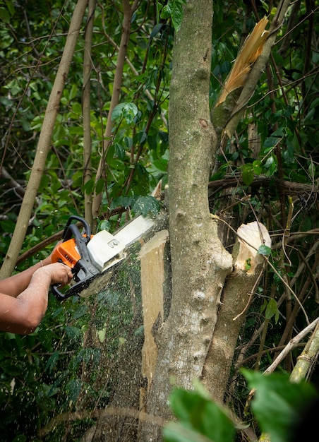 Immagine della motosega che taglia l'ambiente di concetto dell'albero