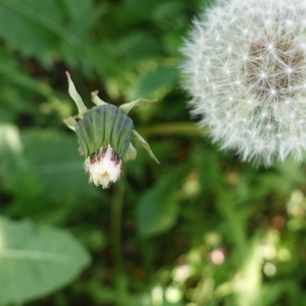 Immagine della natura di estate della pianta del prato del fiore del dente di leone