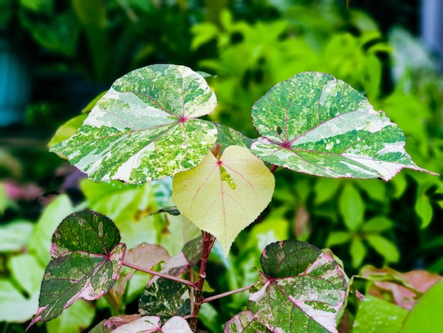 Immagine della pianta verde sullo sfondo del giardino fiorito bella natura tonificante primavera natura design