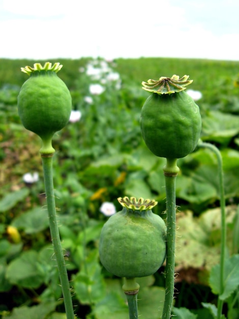 Immagine della testa verde del papavero