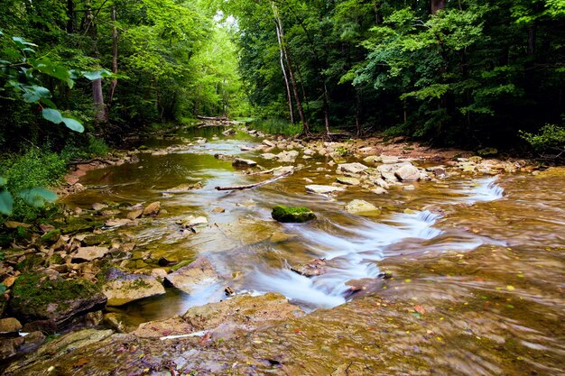 Immagine della vista sul fiume tranquillo nel bosco