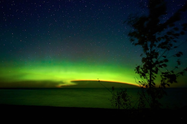 Immagine delle luci Aurora con motivo a tornado e albero con silhouette di foglie e cielo notturno