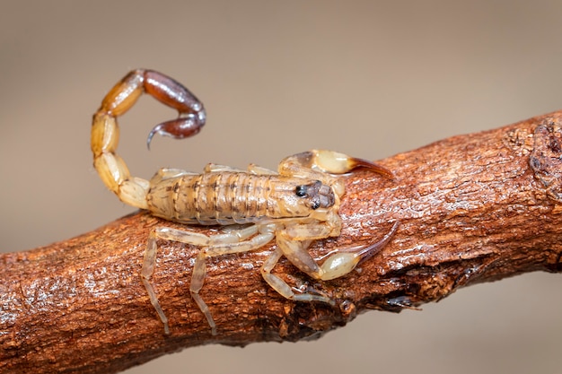 Immagine dello scorpione marrone sul ramo di albero asciutto marrone. Insetto. Animale.