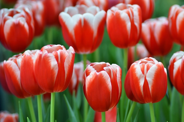 Immagine dettagliata di fiori