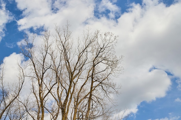 Immagine di alberi d'inverno contro il cielo nuvoloso