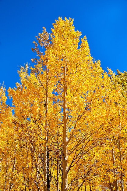 Immagine di alberi di pioppo giallo dorato in autunno con cielo blu brillante