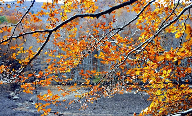 Immagine di alberi e foglie nella stagione autunnale nella foresta del monte Montseny, Barcellona.