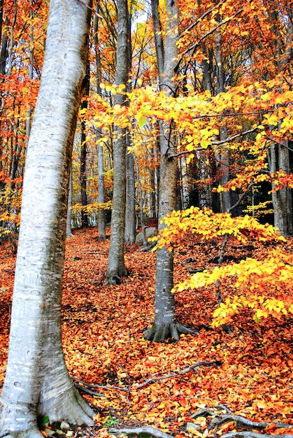 Immagine di alberi e foglie nella stagione autunnale nella foresta del monte Montseny, Barcellona.