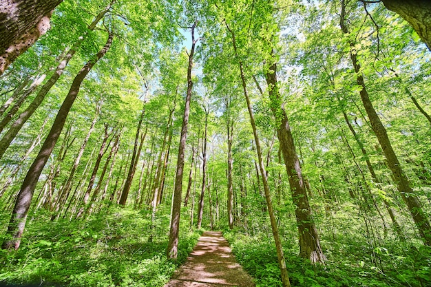 Immagine di alberi verdi vibranti attraverso la foresta con un semplice sentiero sterrato