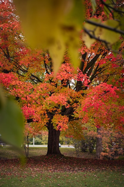 immagine di albero d'autunno