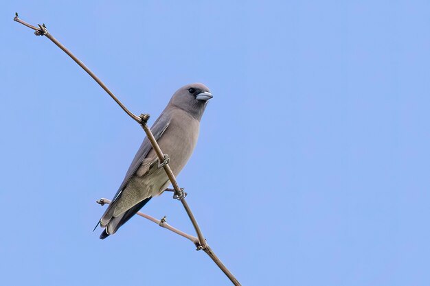 Immagine di ashy woodswallow ( Artamus fuscus) appollaiato su un ramo sullo sfondo del cielo blu