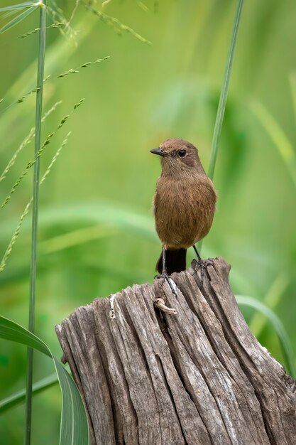 Immagine di Asian Brown Flycatcher (Muscicapa dauurica) sul moncone sullo sfondo della natura. Uccello. Animali.