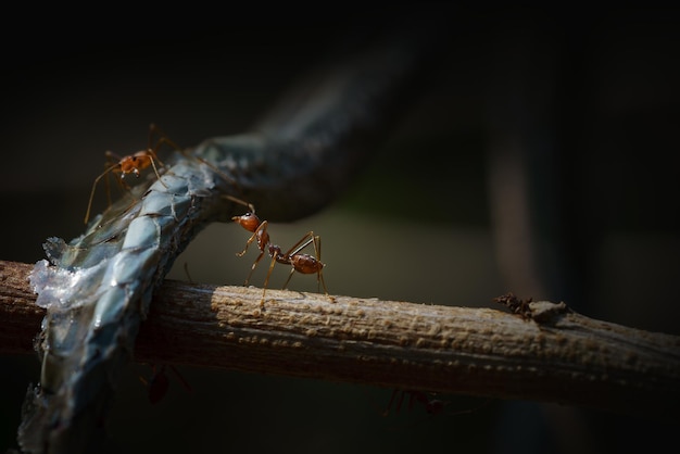 Immagine di basso profilo della formica carnivora e della carogna di serpente sul ramo