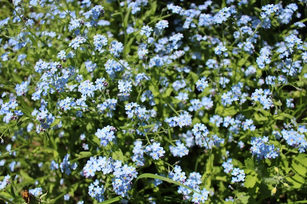 Immagine di bel letto con fogtmenot blu