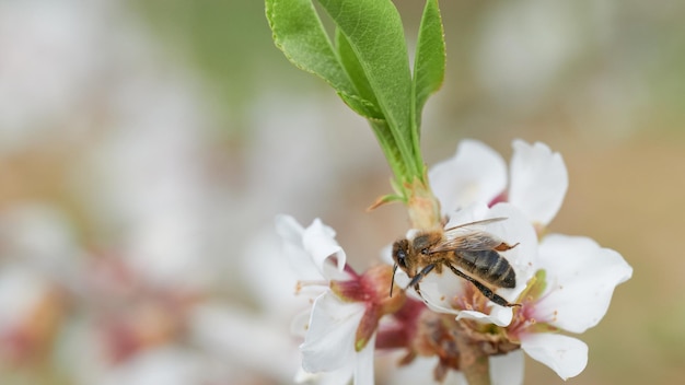 Immagine di bellezza con l'ape del miele che succhia il nettare dal fiore di mandorlo in piena fioritura