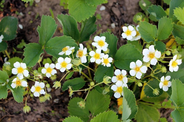 Immagine di bellissimi fiori bianchi di fragole in fiore