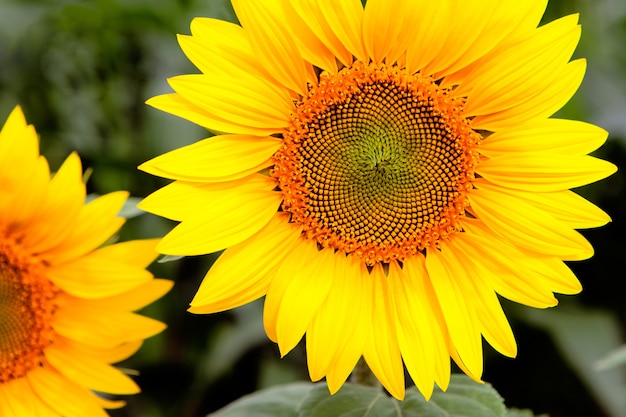 Immagine di bellissimi girasoli