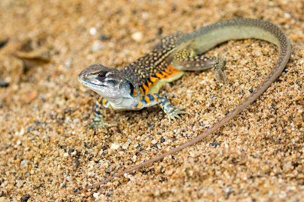 Immagine di Butterfly Agama Lizard (Leiolepis Cuvier) sulla sabbia. Rettile Animale