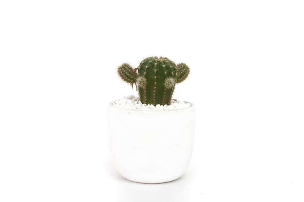 Immagine di cactus in un vaso bianco su sfondo bianco
