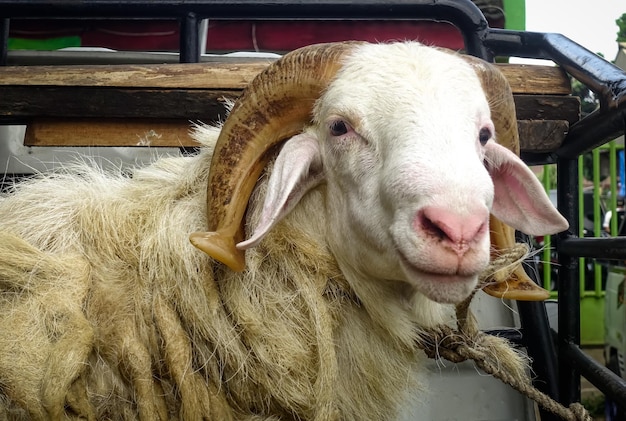 Immagine di capra o pecora per celebrare l'eid al adha