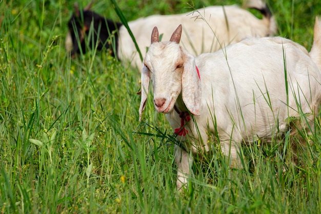 Immagine di capretta bianca sul prato verde Animale da fattoria