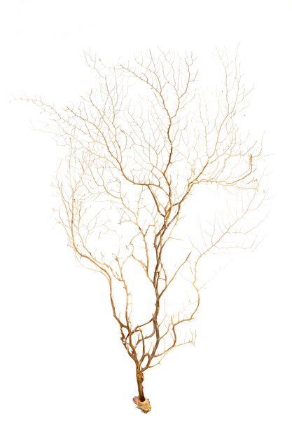 Immagine di corallo naturale secco o corallino isolato su sfondo bianco