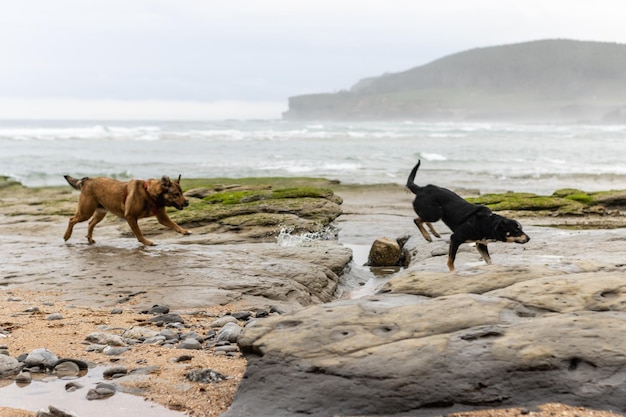 Immagine di due cani che giocano e corrono sulla spiaggia