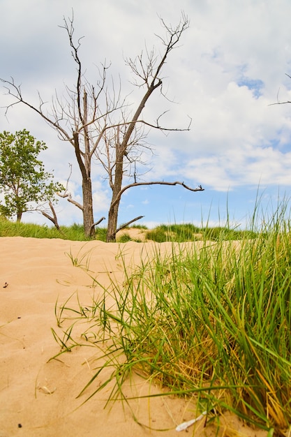 Immagine di dune di sabbia con sabbia ed erba verde da vicino e albero nudo in lontananza