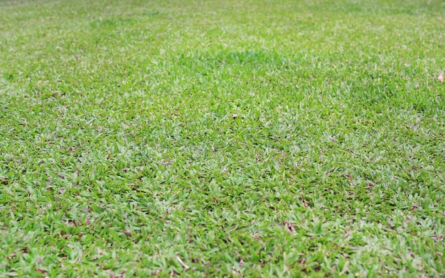 Immagine di erba verde naturale Poco profonde di campo.