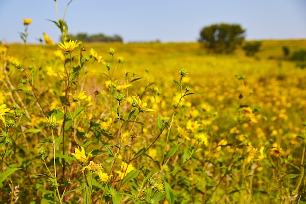 Immagine di fiori gialli in un campo di fiori