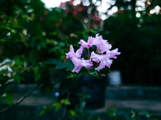 Immagine di fiori in un giardino formale colorato paesaggio. Bel giardino..