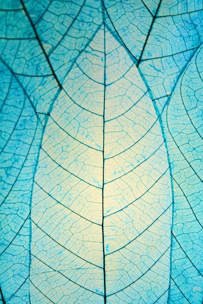 Immagine di foglie colorate blu con venature