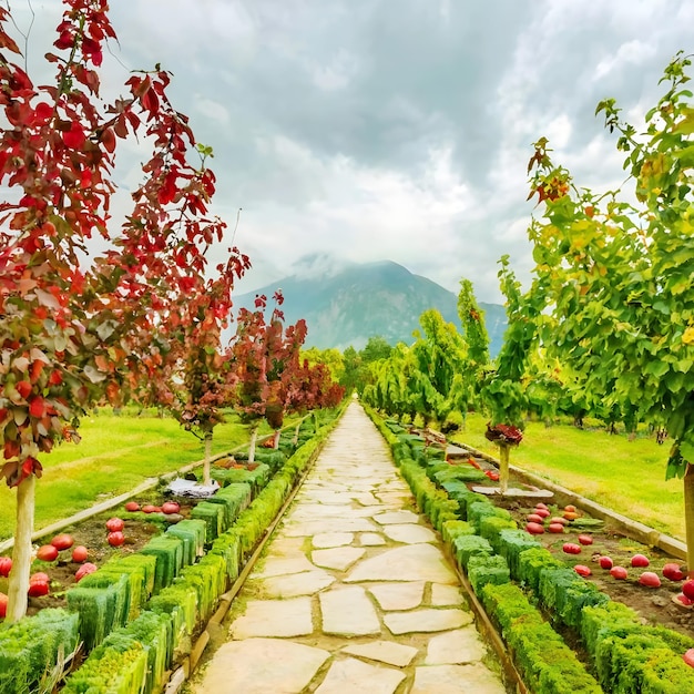 Immagine di giardino di frutta