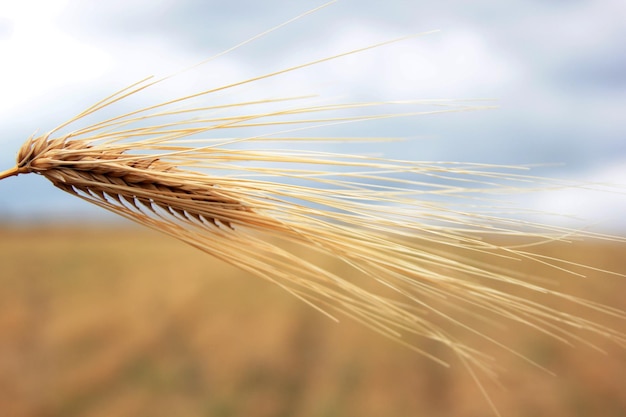 Immagine di grano dorato in campagna