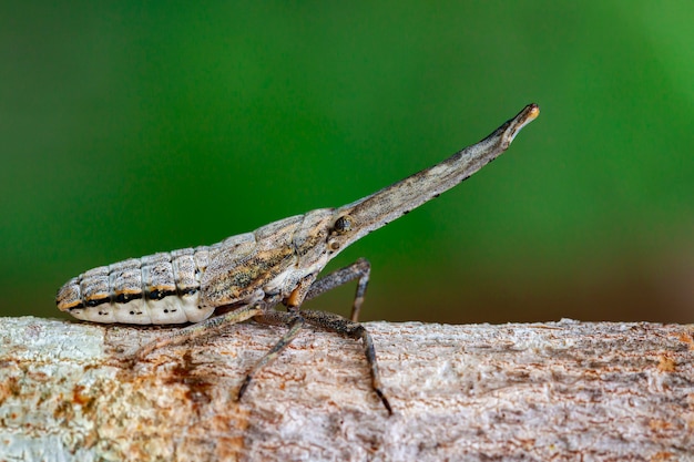 Immagine di lanterna bug o zanna nobilis ninfa sui rami su un naturale. Animale Insetto.