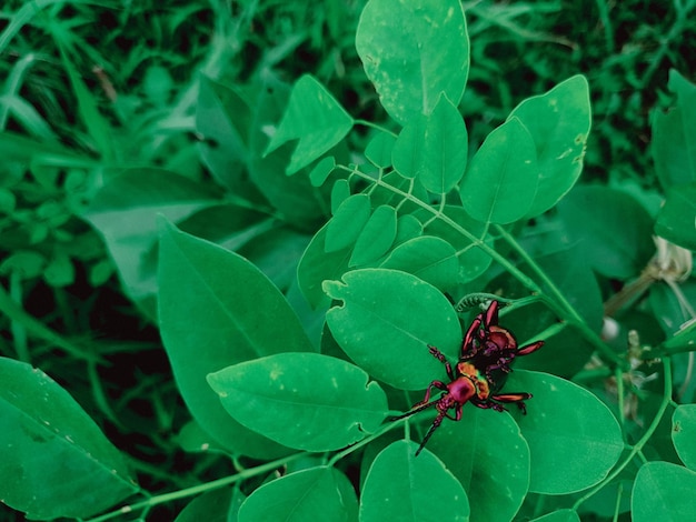 Immagine di maschio e femmina di coleottero di accoppiamento su una foglia verde Animale insetto locusta