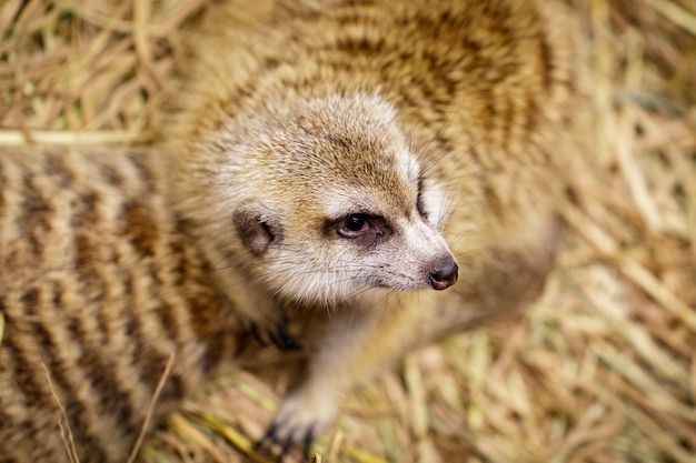 Immagine di meerkat (Suricata suricatta) sulla natura. Animali selvaggi.