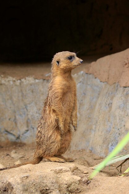 Immagine di Meerkat Suricata suricatta sullo sfondo della natura Animali della fauna selvatica