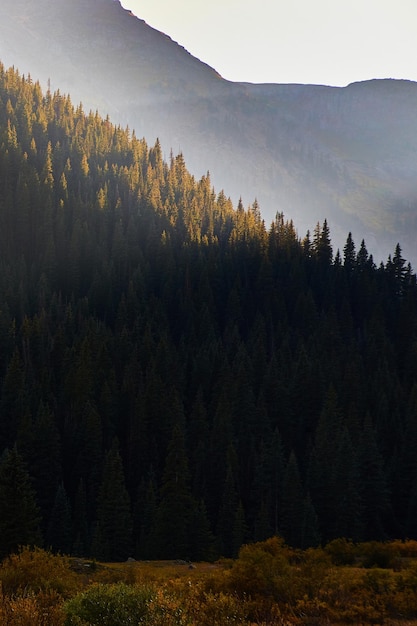 Immagine di montagne coperte di pini con raggi di sole che colpiscono le vette