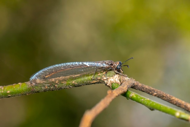 Immagine di myrmeleon formicarius appollaiato su un ramo sullo sfondo della natura Antlion Insetto