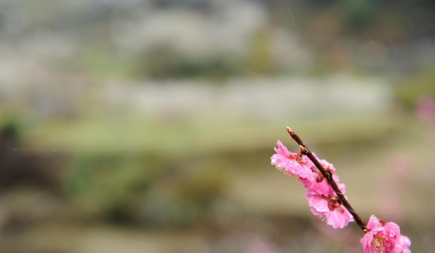 Immagine di paesaggio attraente e accattivante per la carta da parati o lo sfondo 3