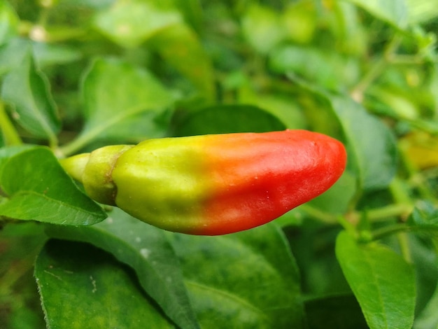 immagine di peperoncino acerbo dal verde al tutto redunique