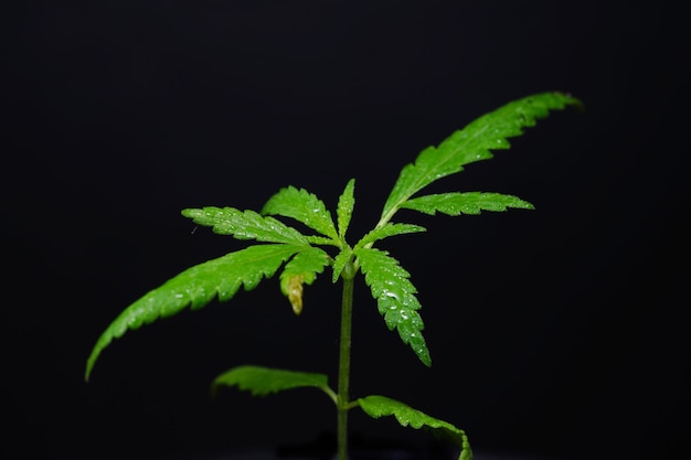 Immagine di piantine di cannabis in vaso