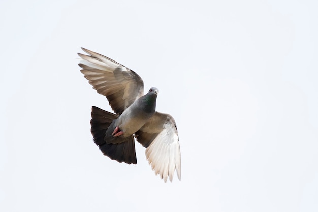 Immagine di piccioni che volano sul cielo. Animale. Uccelli.